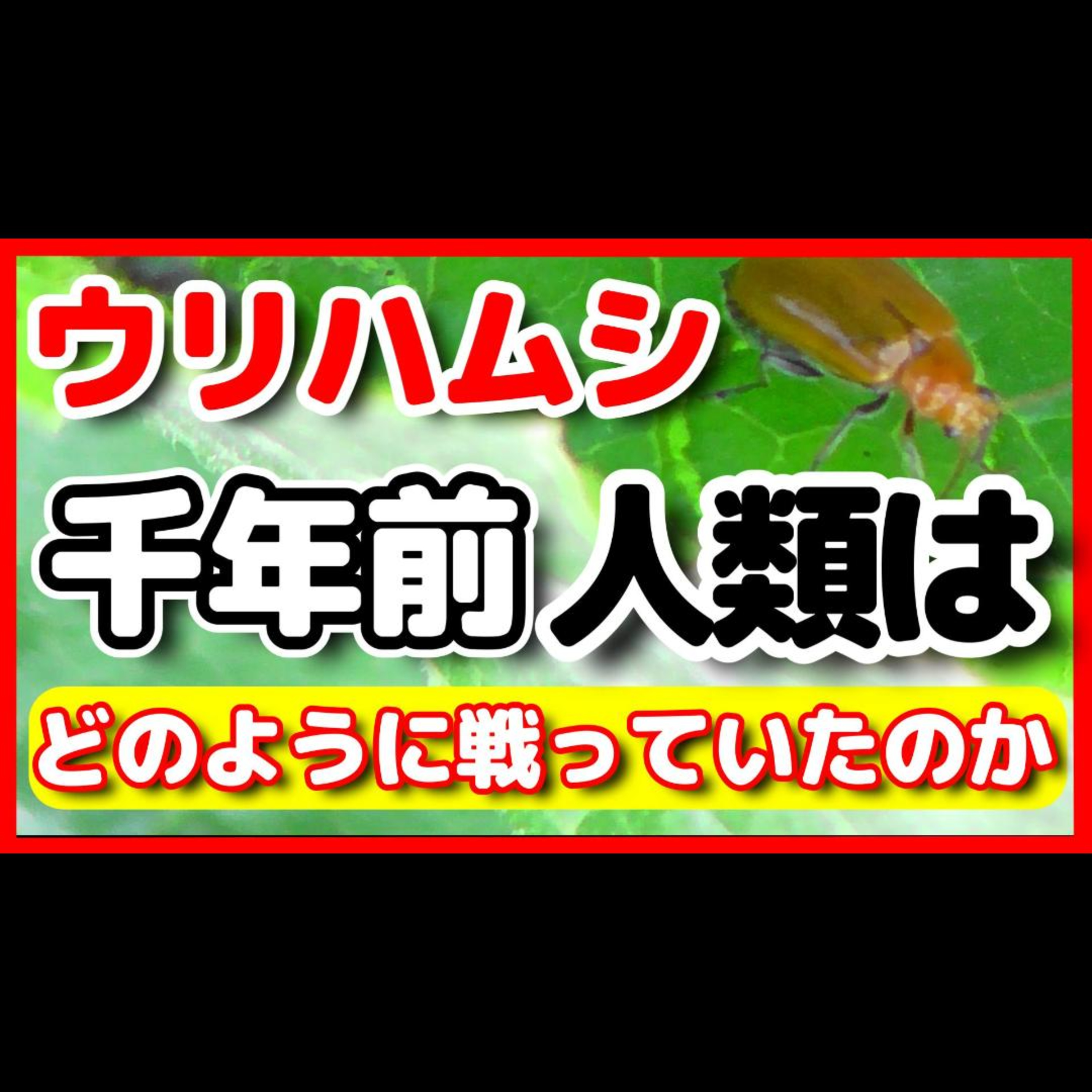家庭菜園の宿敵ウリハムシ!その歴史・生態を探る episode artwork