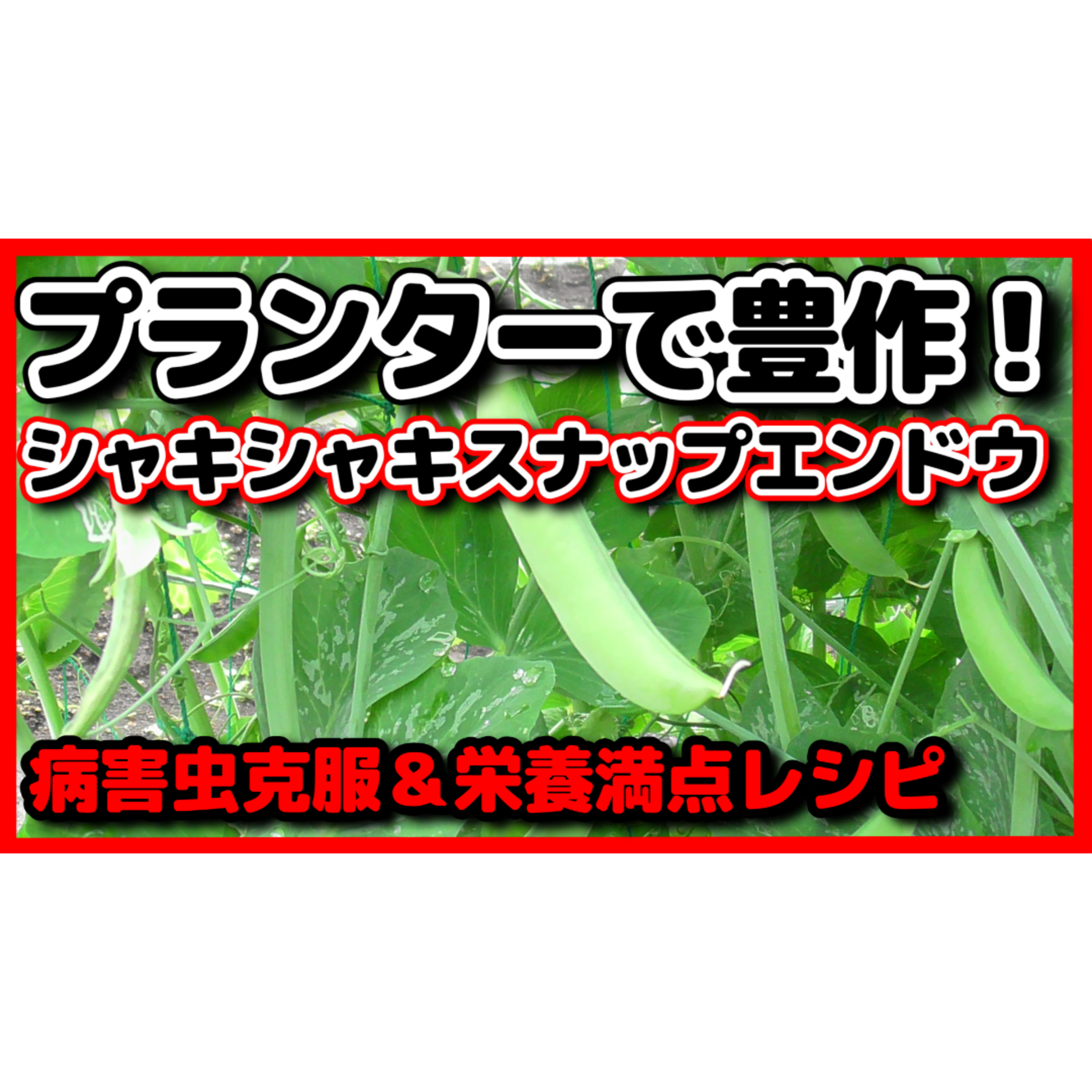 プランターで簡単!スナップエンドウ豊作の秘訣と感動の味 episode artwork