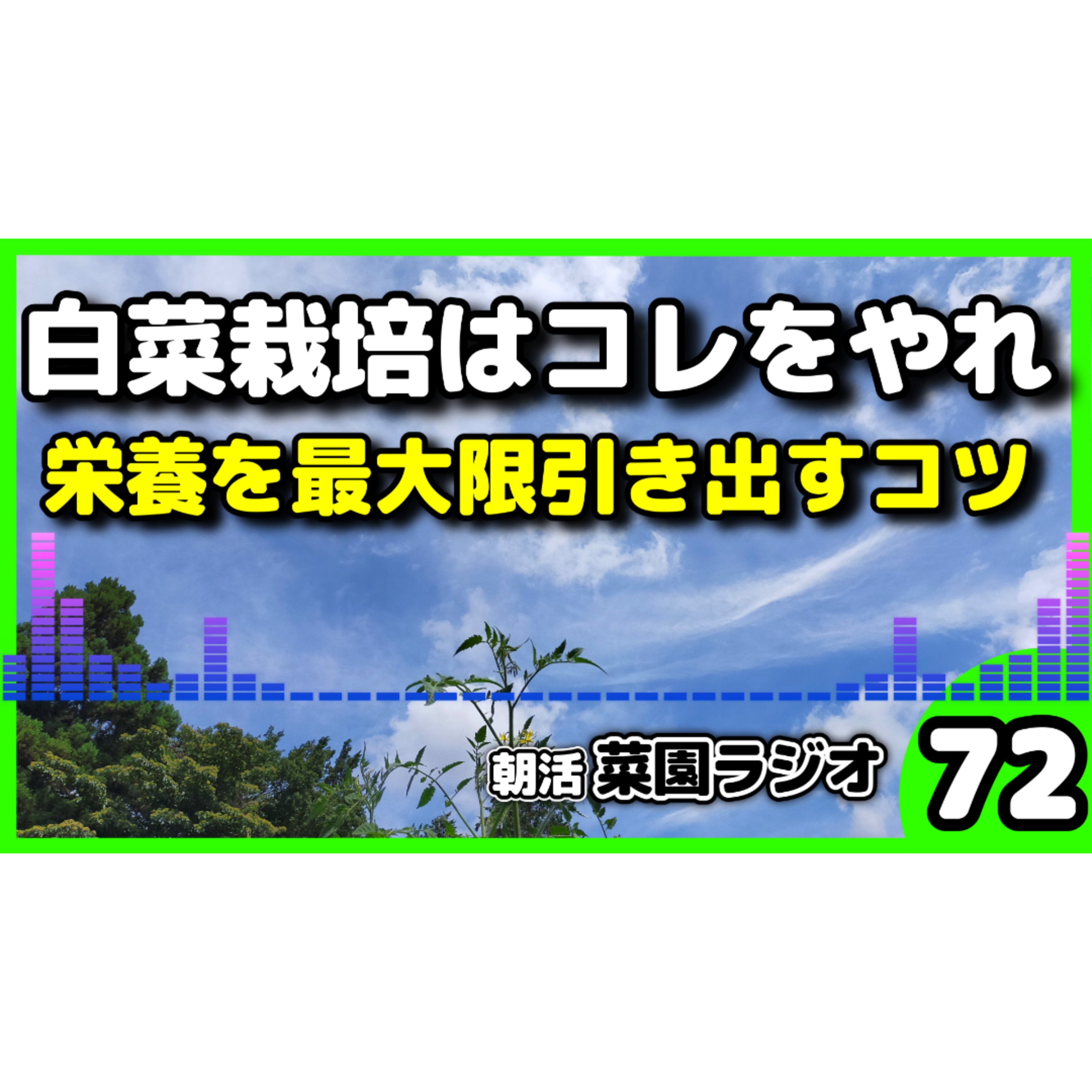 ＜白菜が結球しない人へ＞種まき時期の勝負は8月中旬〜9月上旬【朝活菜園ラジオ】 episode artwork