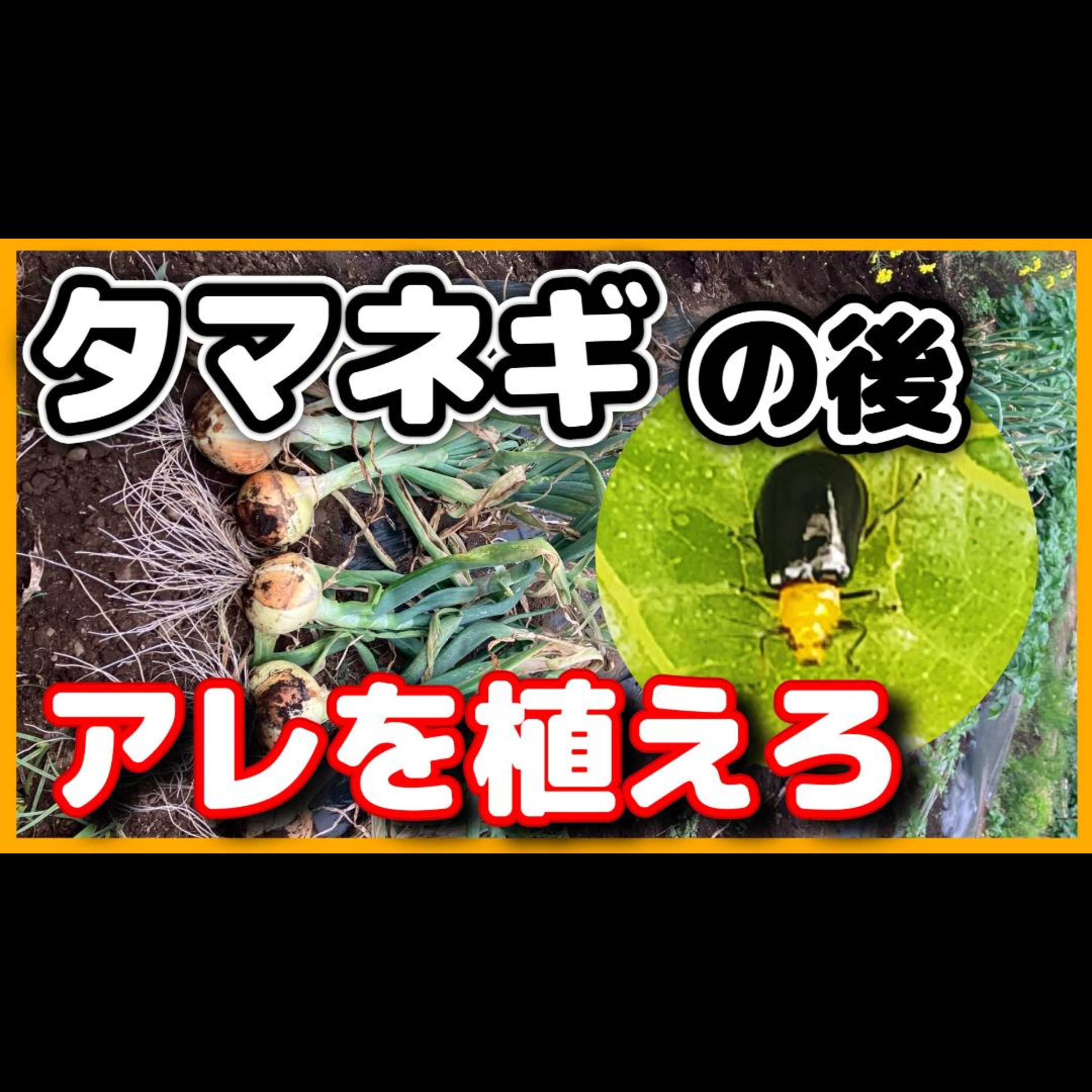 タマネギを収穫した後に絶対植えるべき野菜【ウリハムシ対策】 episode artwork