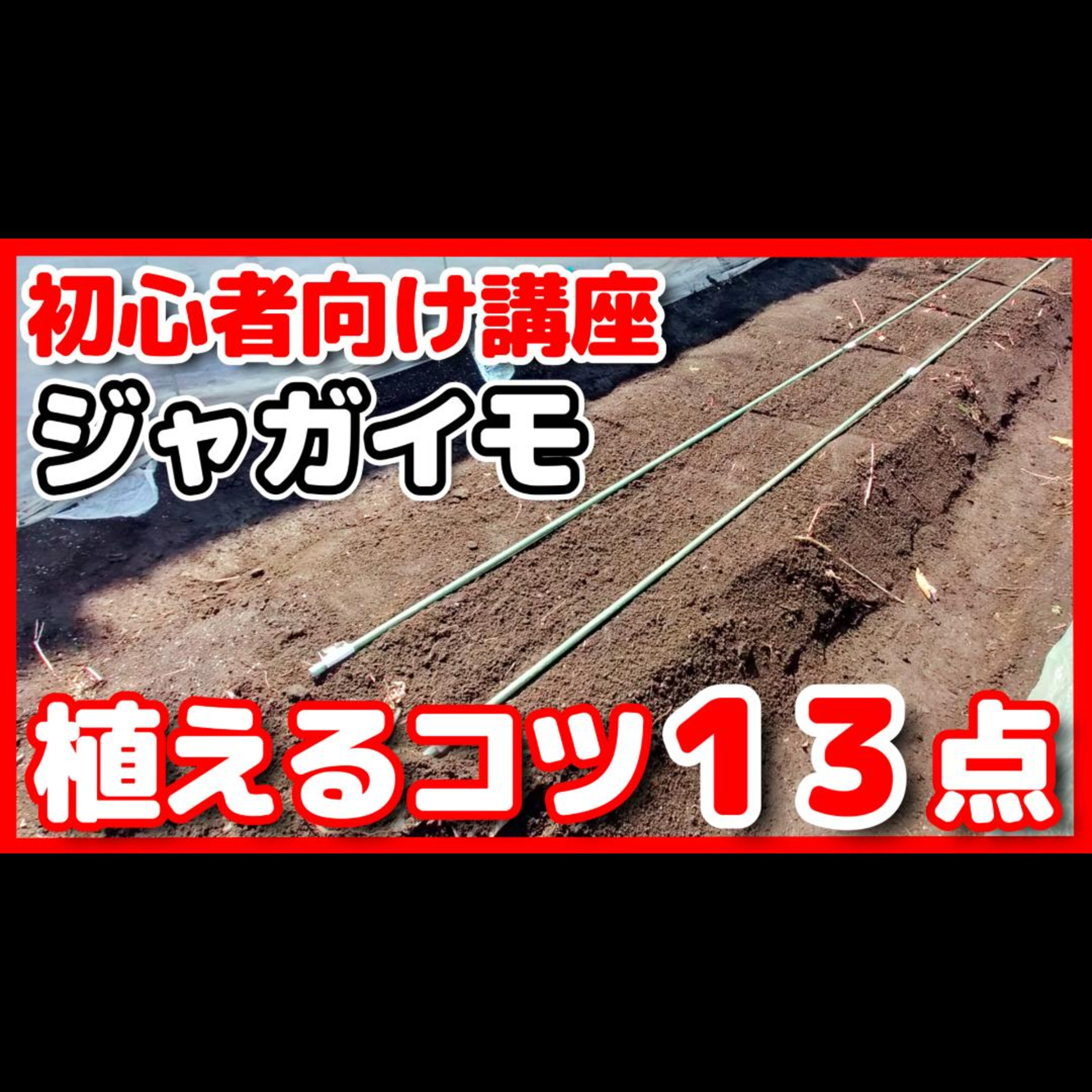 家庭菜園で畑にジャガイモ植えつけ|誰も教えてくれないコツ13点【ポッドキャスト】 episode artwork