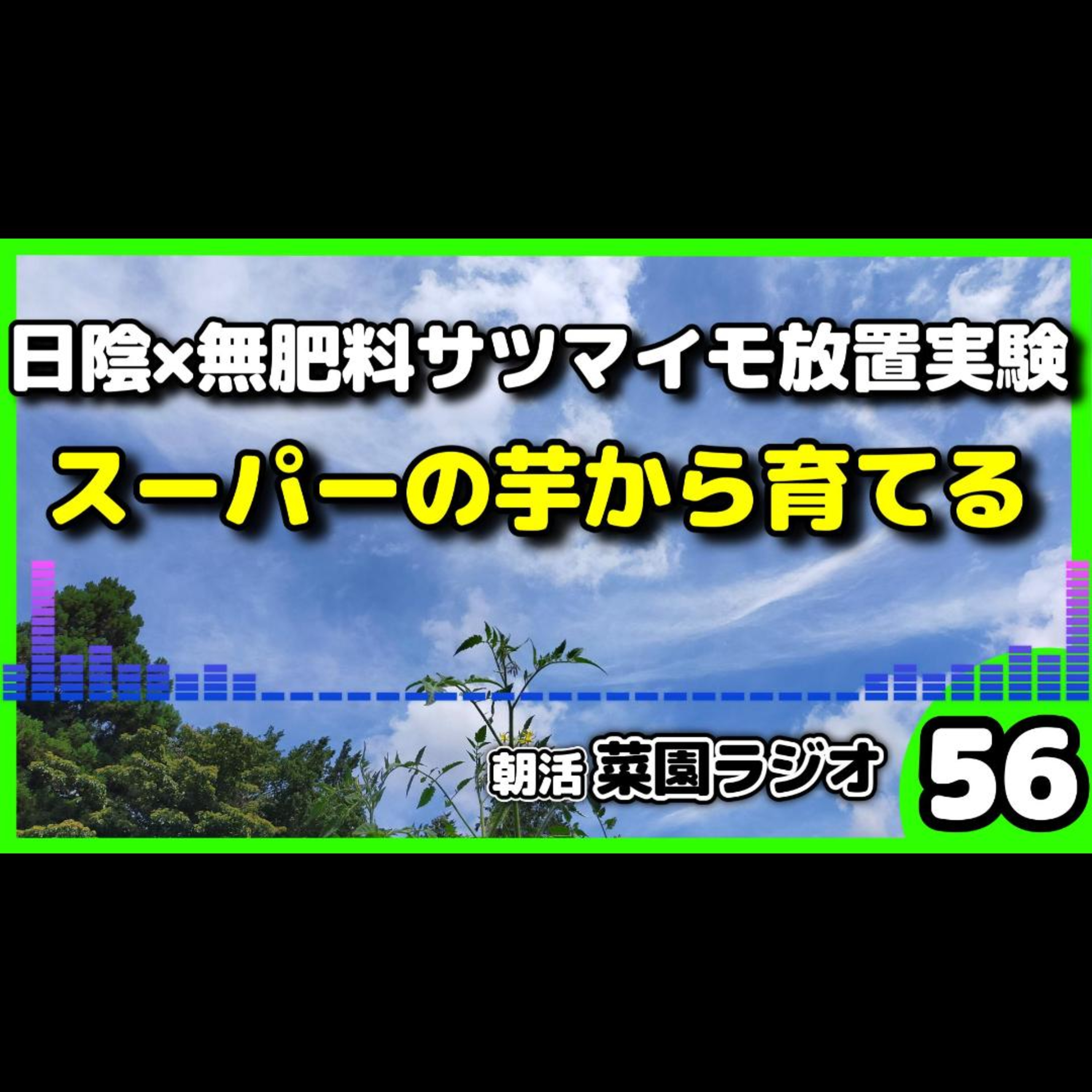 ＜サツマイモ実験栽培＞日当たり最悪×無肥料でサツマイモは育つのか？スーパーの芋を丸ごと植えてみた結果…【朝活菜園ラジオ】 episode artwork