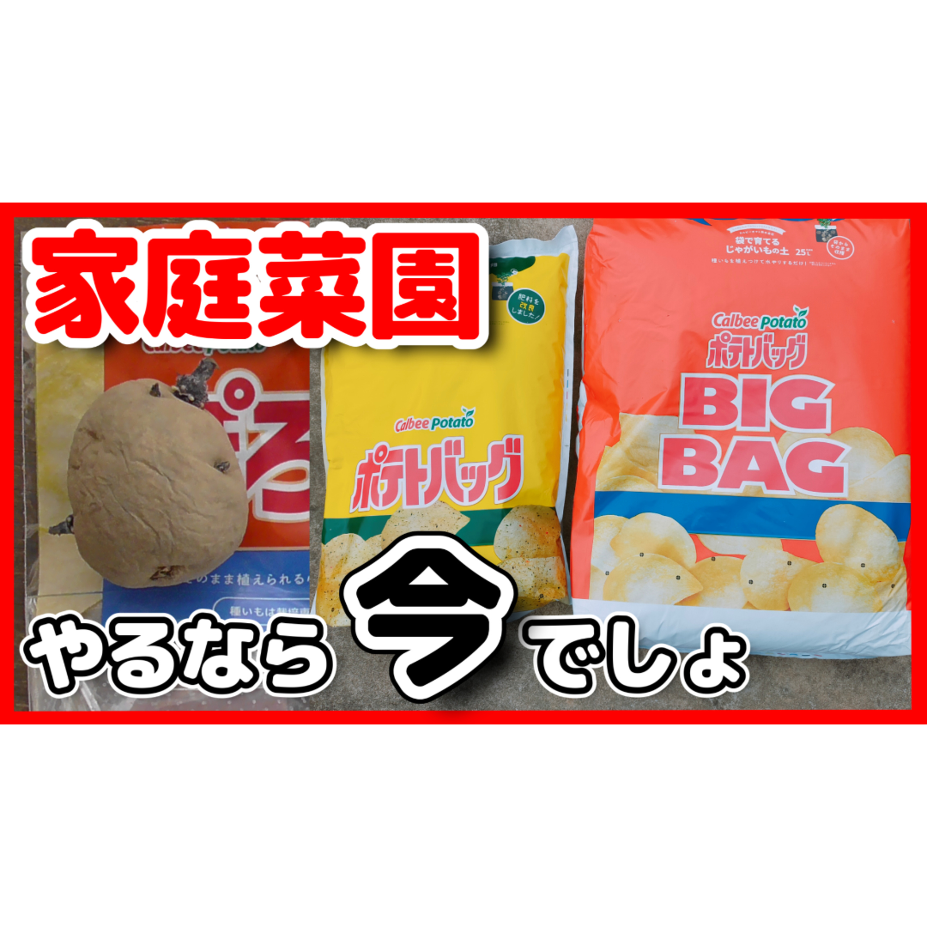 家庭菜園をやるなら今でしょ!カルビー・ポテトバッグ栽培のコツ episode artwork