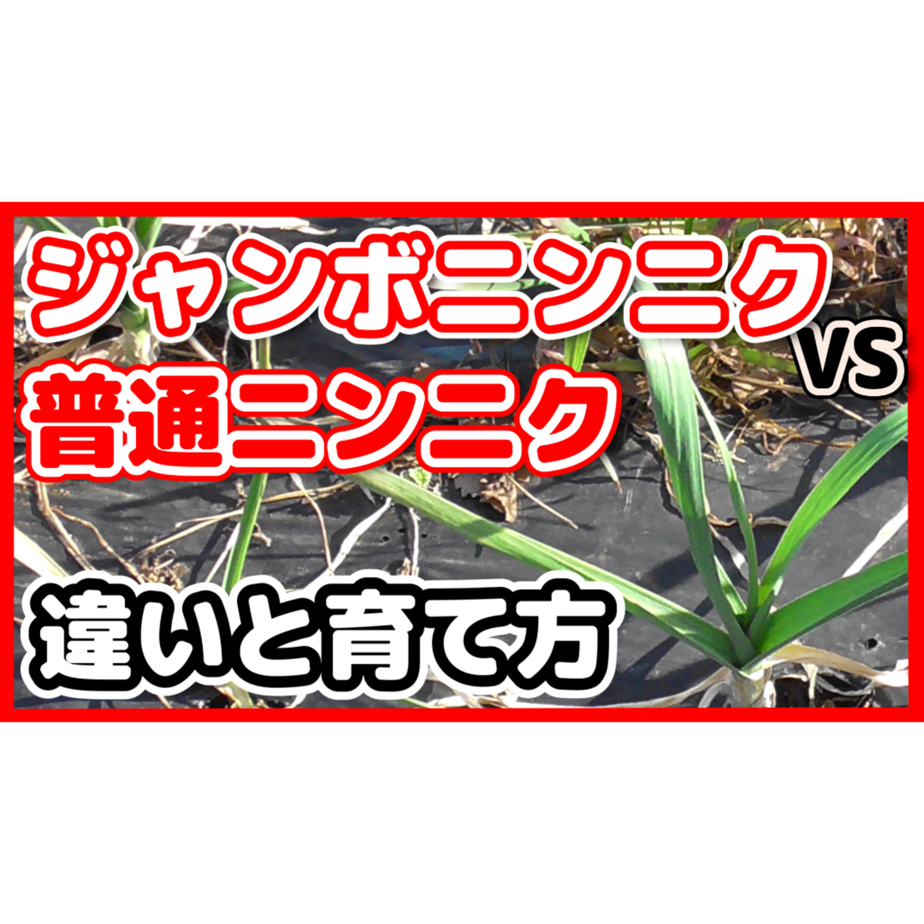 ジャンボニンニクvs普通ニンニク違いと育て方を徹底解説! episode artwork