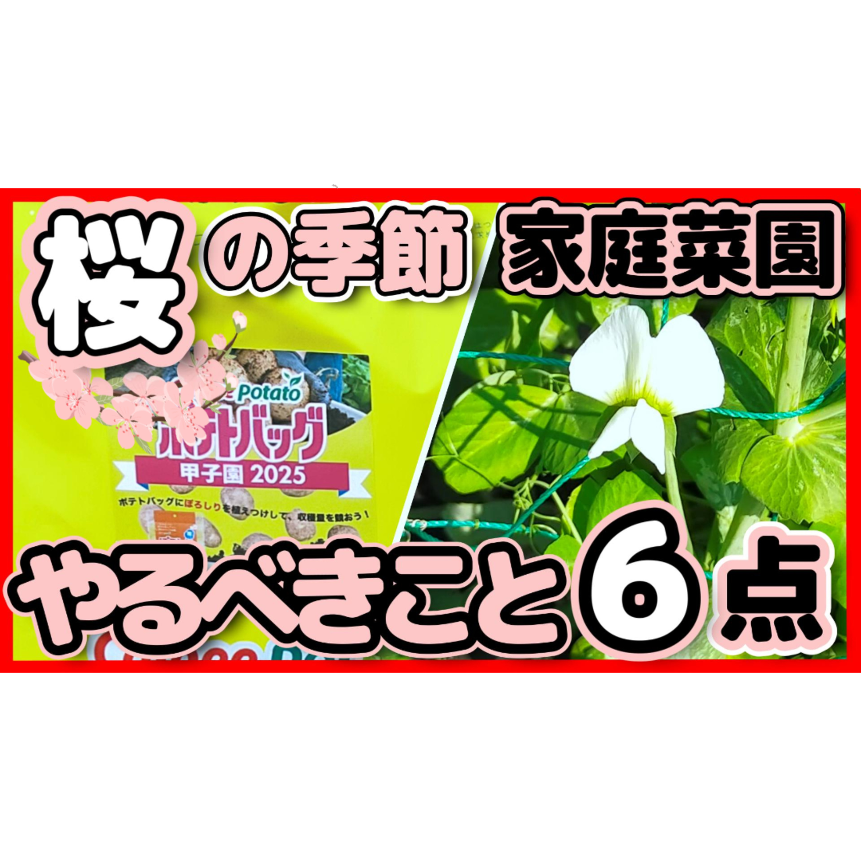 【初心者必見】桜の季節に家庭菜園やるべきこと6点 episode artwork