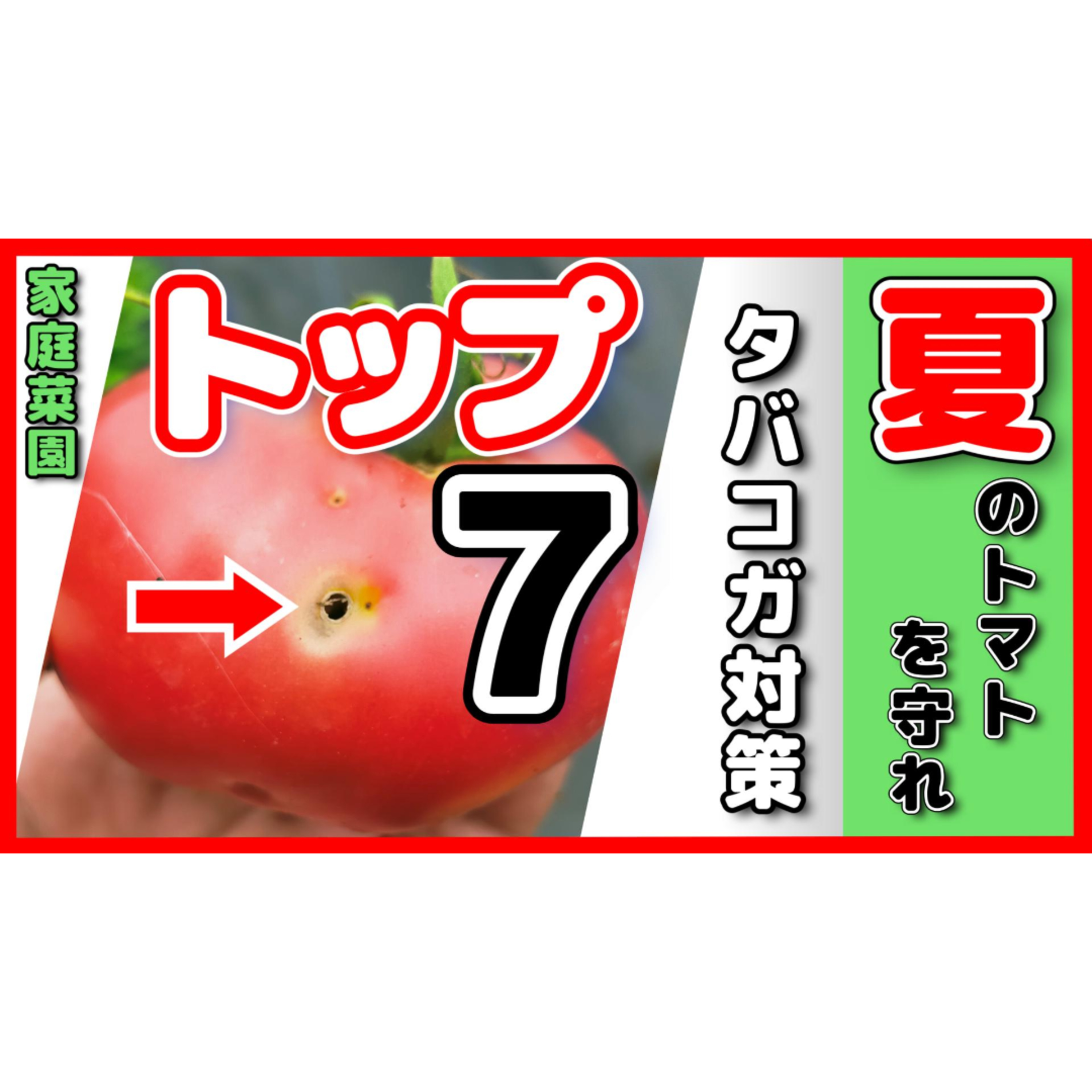夏のトマトを守れ!タバコガ対策トップ7・明日から実践 episode artwork