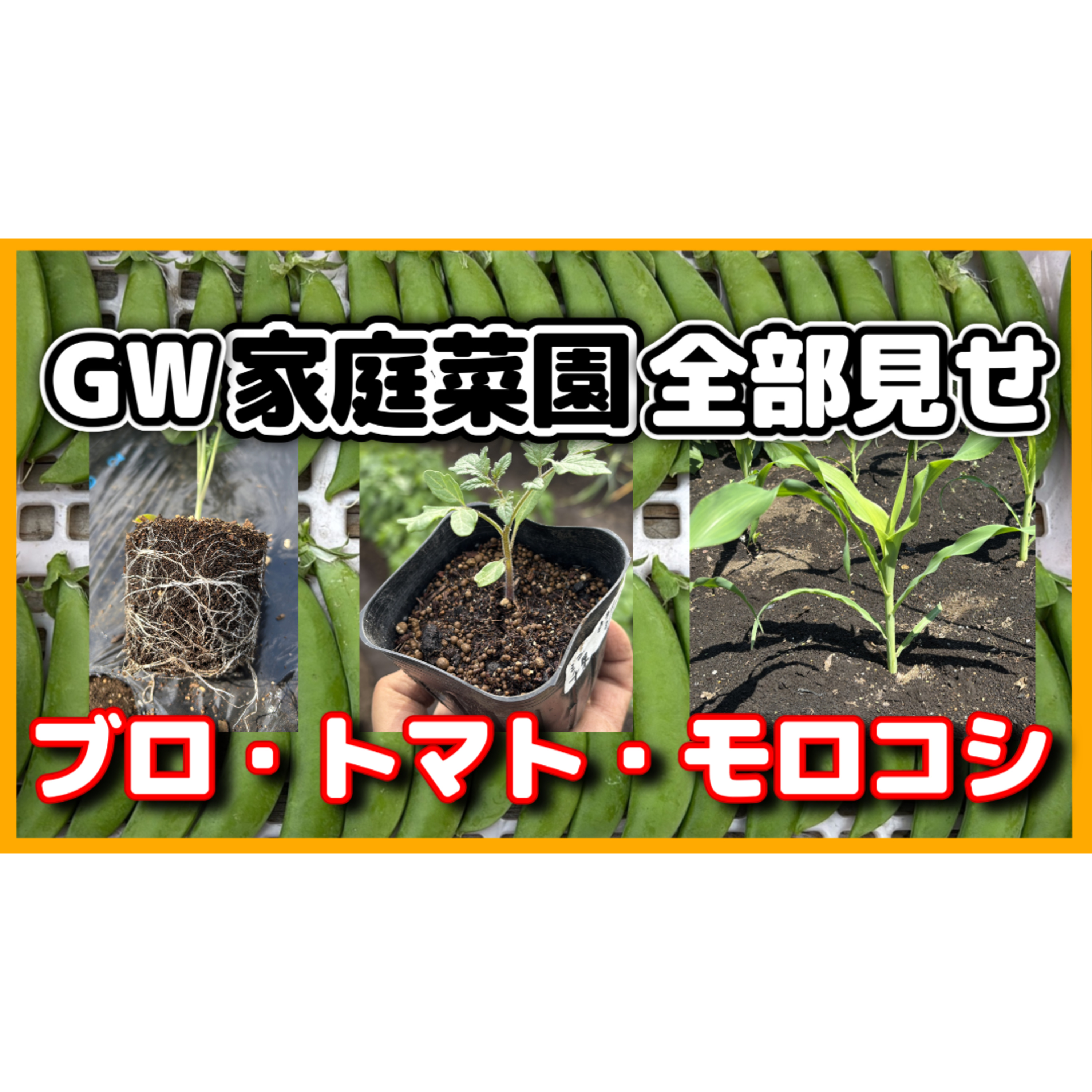 菜園実録連休中にやった作業全部お見せします【超家庭菜園】 episode artwork