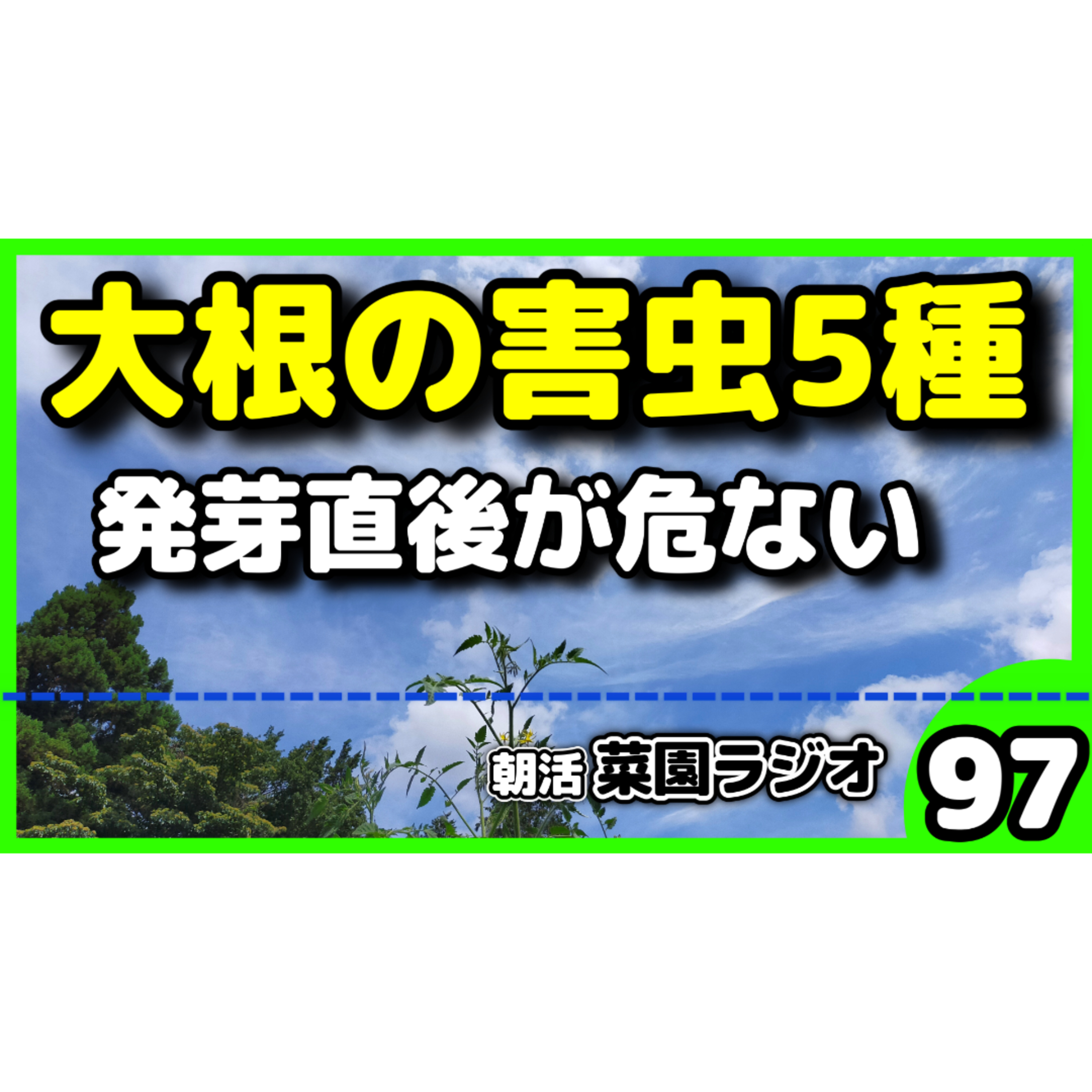 大根につく害虫5種と対策【朝活菜園ラジオ】 episode artwork