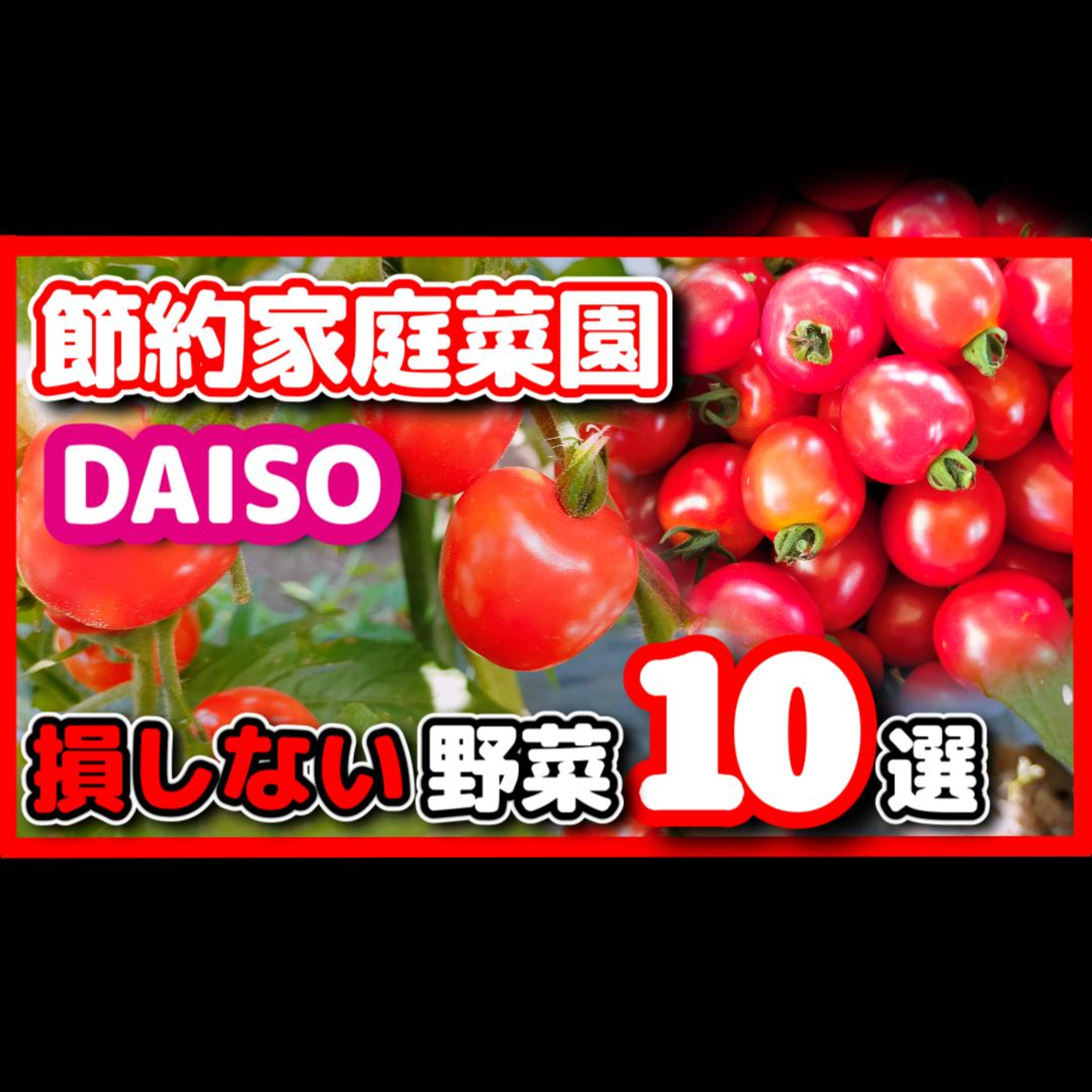 【野菜高騰に打ち勝つ】家庭菜園で節約しよう!ダイソー種でおすすめ10選 episode artwork